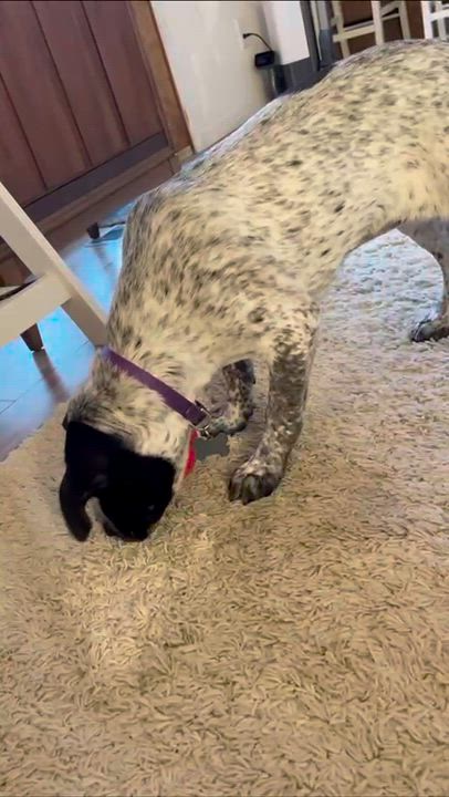 Enlarge Patty Ann (Portland, OR), a ADOPTABLE mixed breed in Portland, OR video 6/6