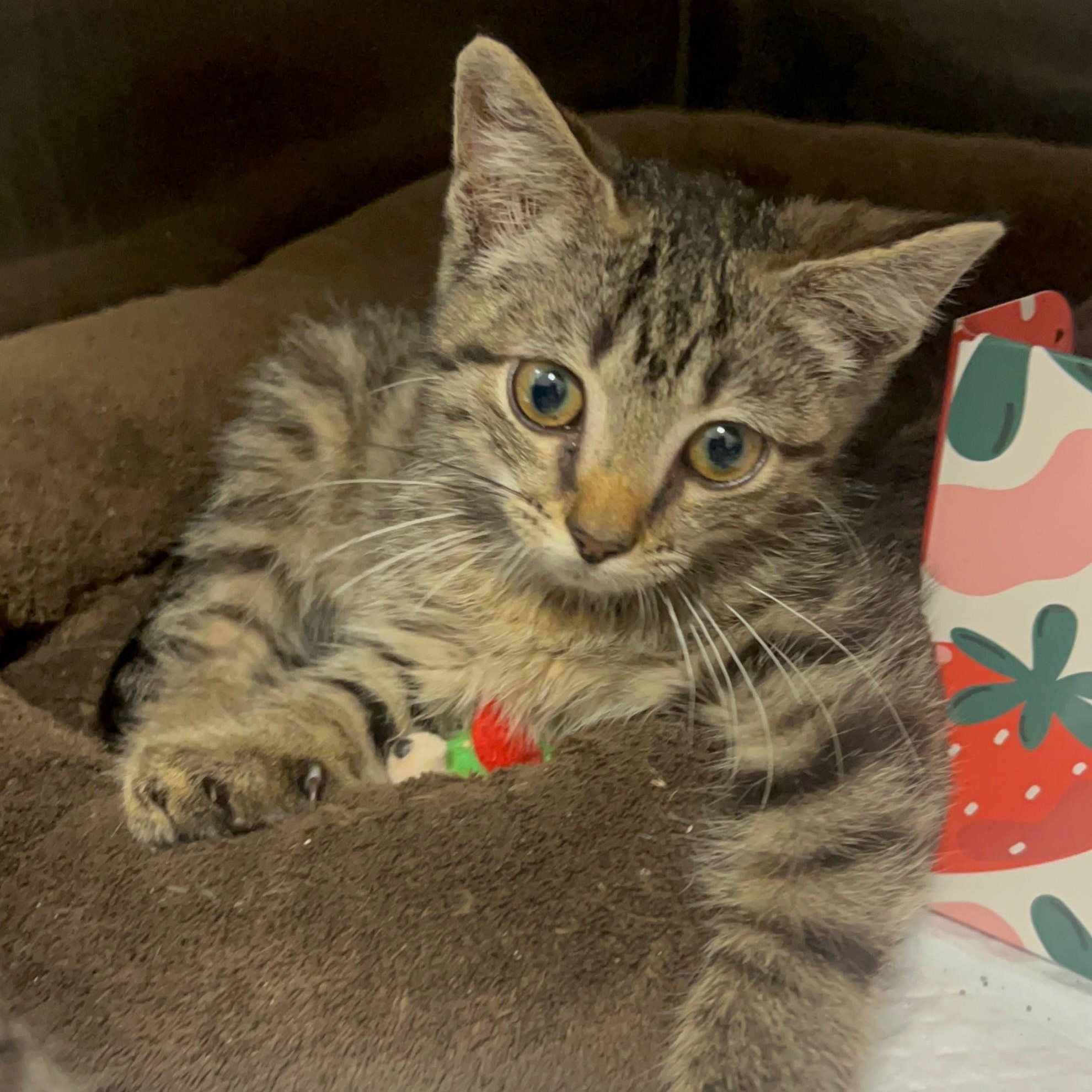 Charlie, ADOPTABLE, Kitten Male Domestic Short Hair.