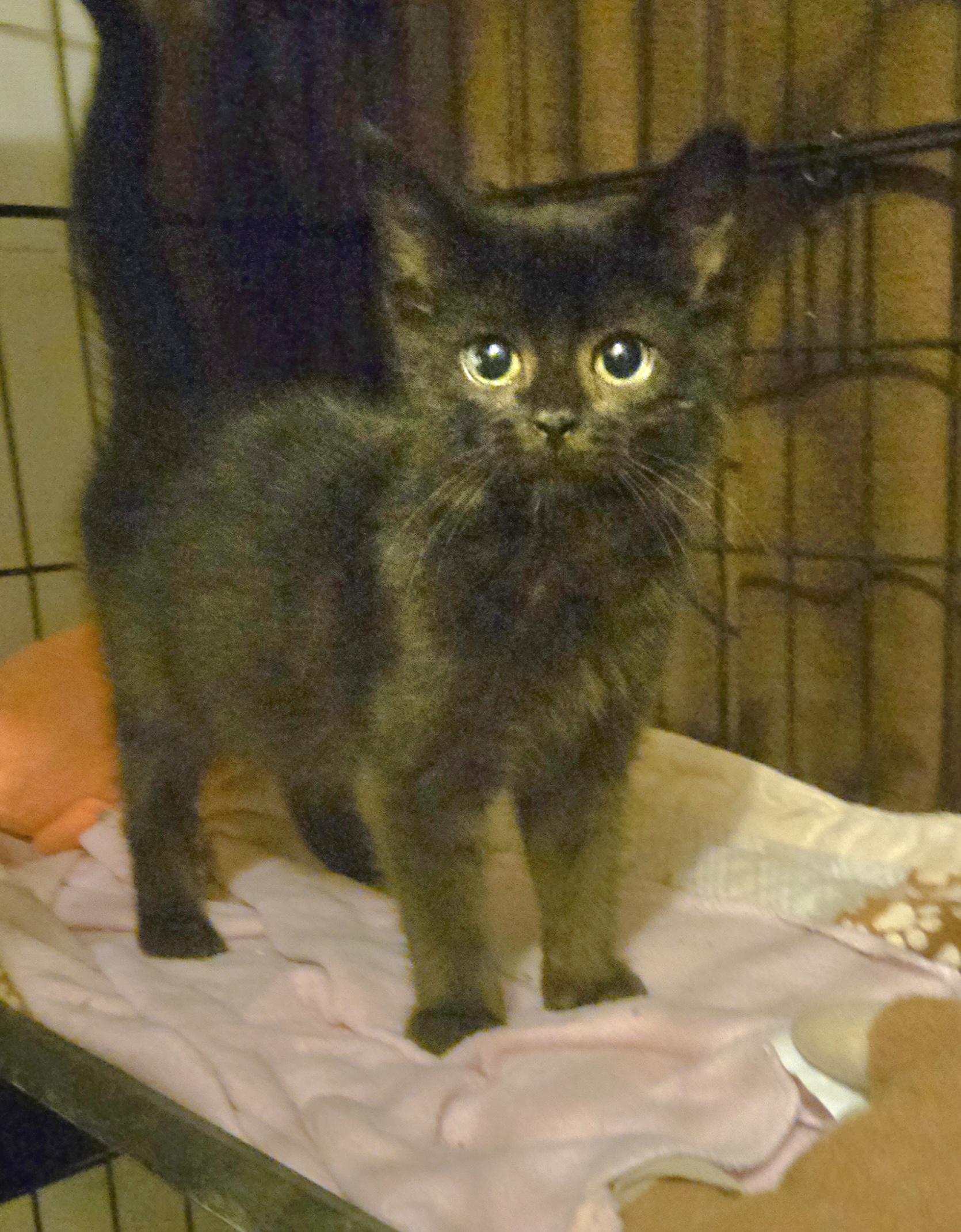 Enlarge Pepper, a Adoptable Domestic Medium Hair in Beulah, MI image 1/1
