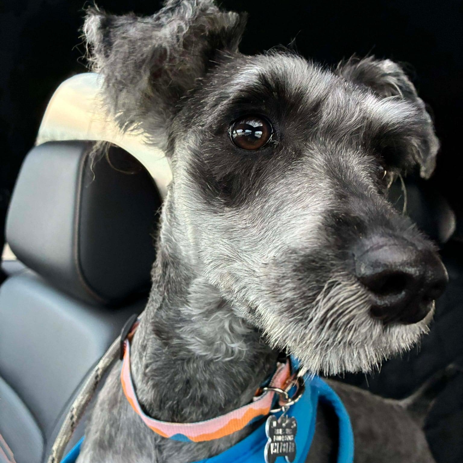 Ricky, ADOPTABLE, Young Male Miniature Schnauzer.