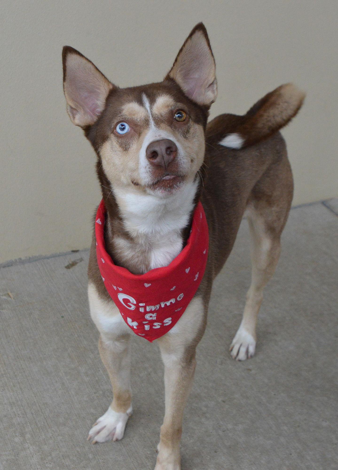 Enlarge Ozzy, a Adopted Husky in McKinney, TX image 1/3