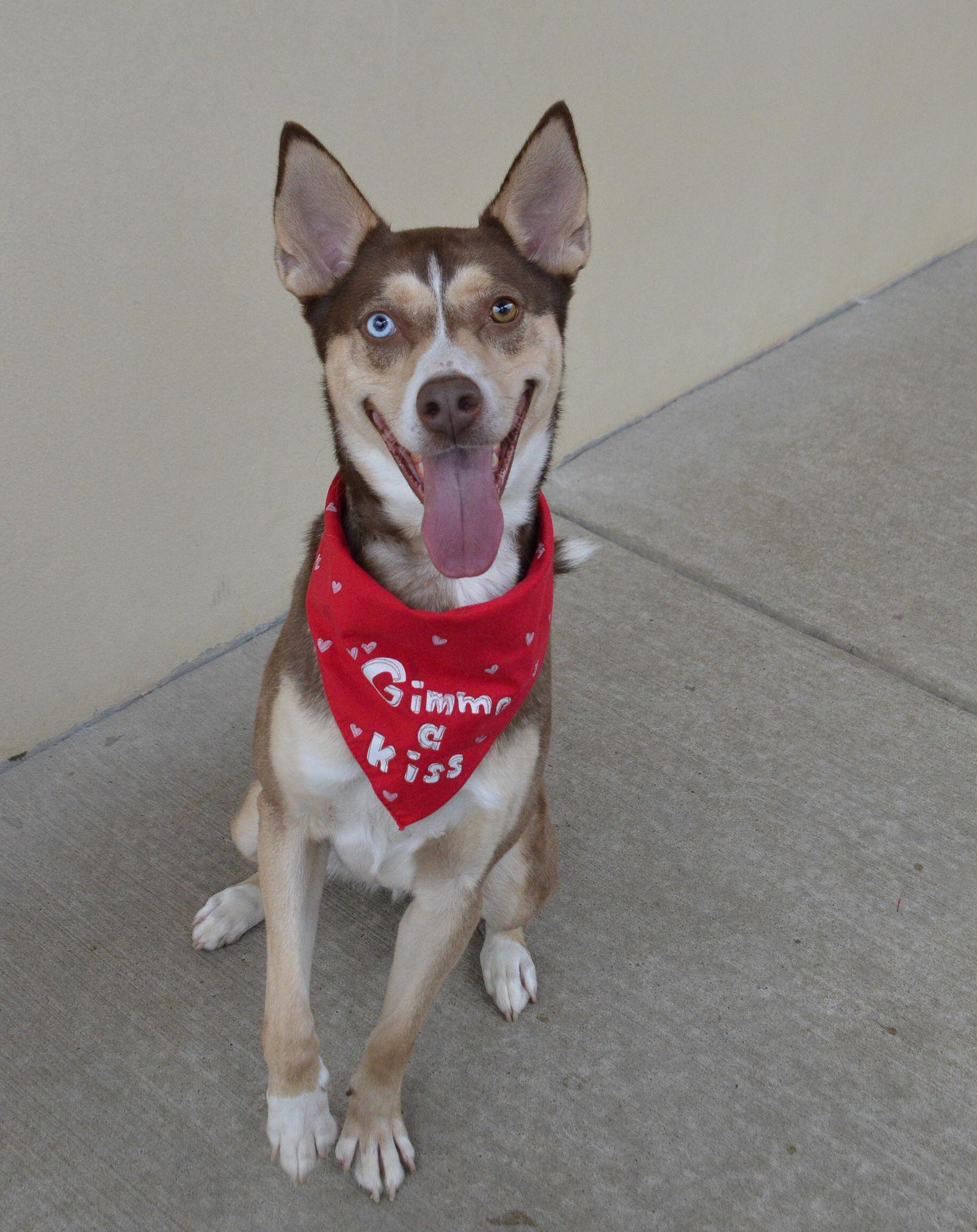 Enlarge Ozzy, a Adopted Husky in McKinney, TX image 2/3