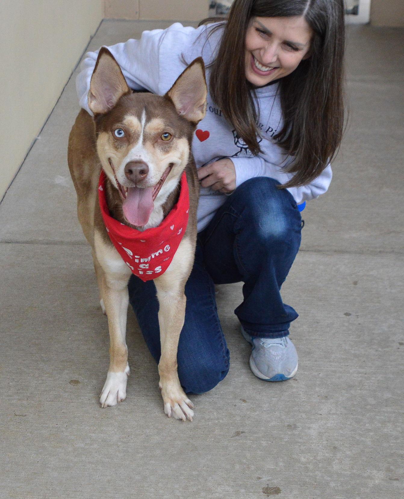 Enlarge Ozzy, a Adopted Husky in McKinney, TX image 3/3