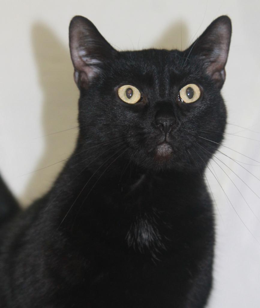 Luna, Adoptable, Adult Female Domestic Short Hair.