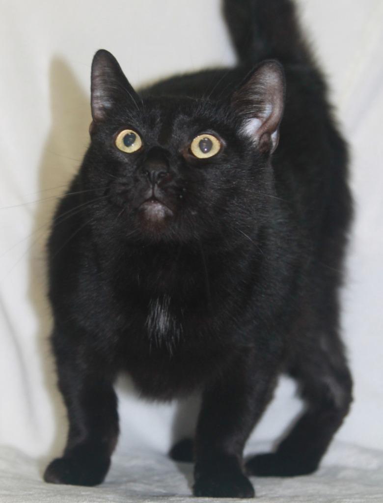 Enlarge Luna, a Adoptable mixed breed in Utica, MI image 2/6