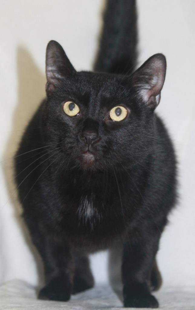 Enlarge Luna, a Adoptable mixed breed in Utica, MI image 3/6