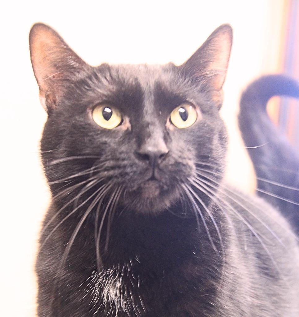 Enlarge Luna, a Adoptable mixed breed in Utica, MI image 4/6