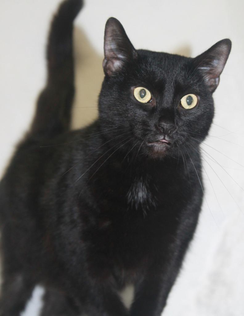 Enlarge Luna, a Adoptable mixed breed in Utica, MI image 5/6