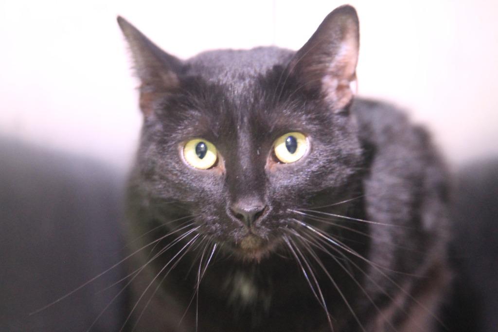 Enlarge Luna, a Adoptable mixed breed in Utica, MI image 6/6