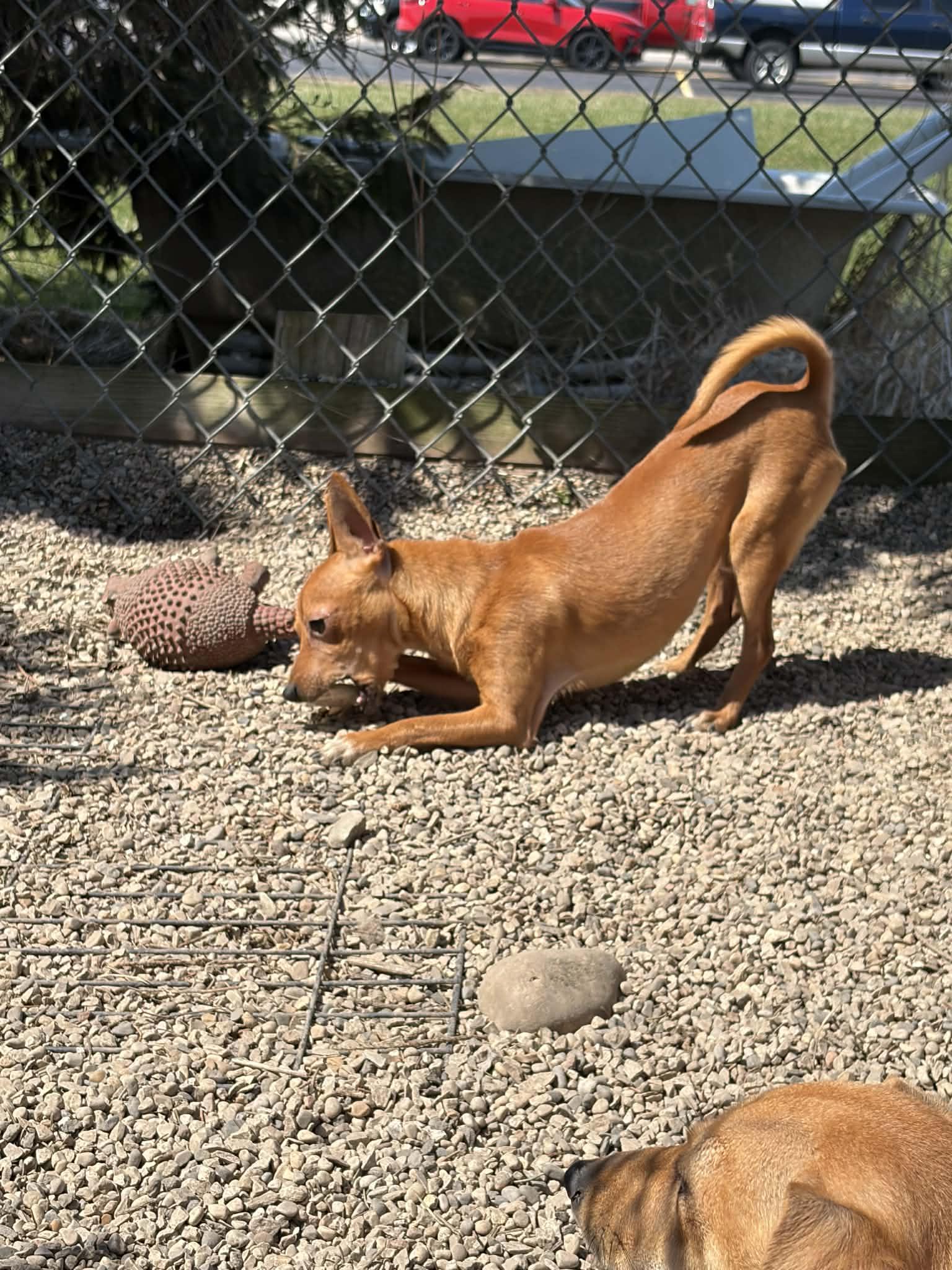 Enlarge Pacino, a Adoptable mixed breed in Mukwonago, WI image 1/3