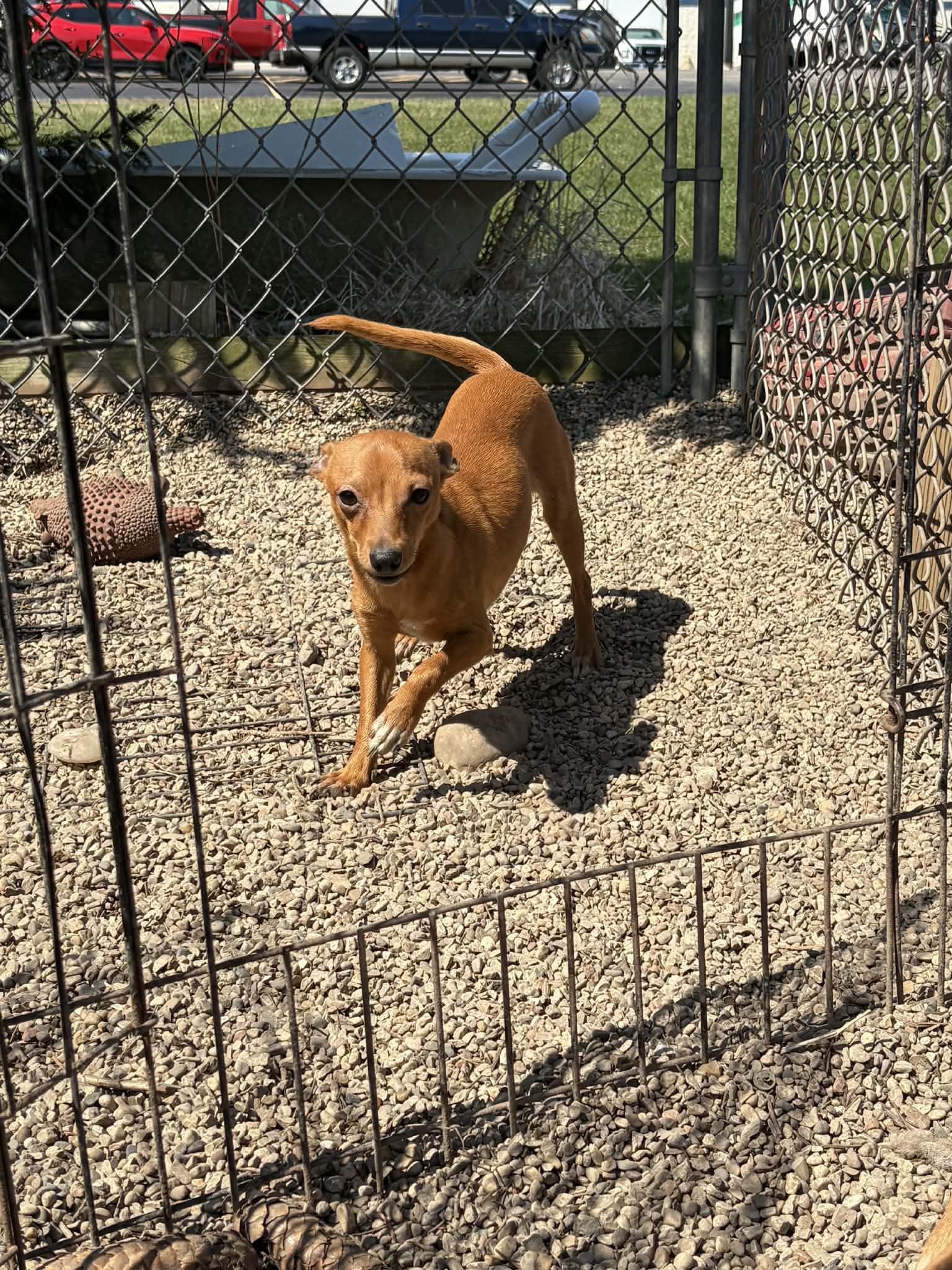 Enlarge Pacino, a Adoptable mixed breed in Mukwonago, WI image 3/3