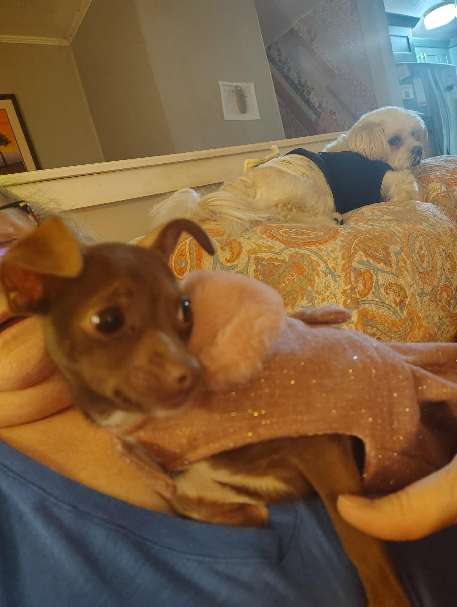 Courtesy Post - Kiry, ADOPTABLE, Puppy Female Chihuahua.