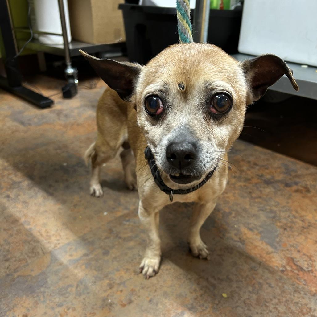 Old Man Jenkins, Adoptable, Senior Male Chihuahua.