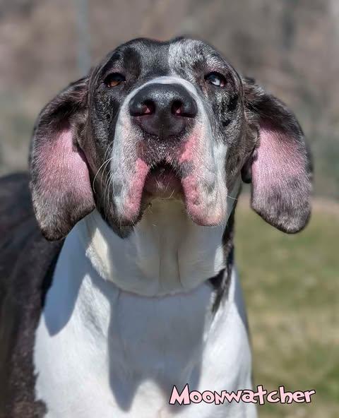 Moonwatcher (bonded w/ Tarin), a Adoptable Great Dane in Toledo, OH image 2/6