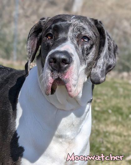Moonwatcher (bonded w/ Tarin), a Adoptable Great Dane in Toledo, OH image 3/6