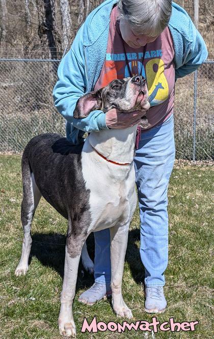 Moonwatcher (bonded w/ Tarin), a Adoptable Great Dane in Toledo, OH image 4/6