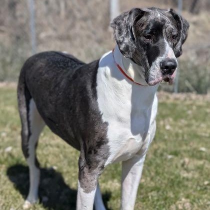 Moonwatcher (bonded w/ Tarin), a Adoptable Great Dane in Toledo, OH image 1/6