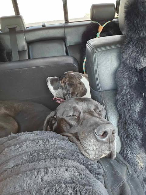 Moonwatcher (bonded w/ Tarin), a Adoptable Great Dane in Toledo, OH image 5/6