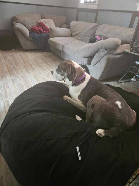 Moonwatcher (bonded w/ Tarin), a Adoptable Great Dane in Toledo, OH image 6/6