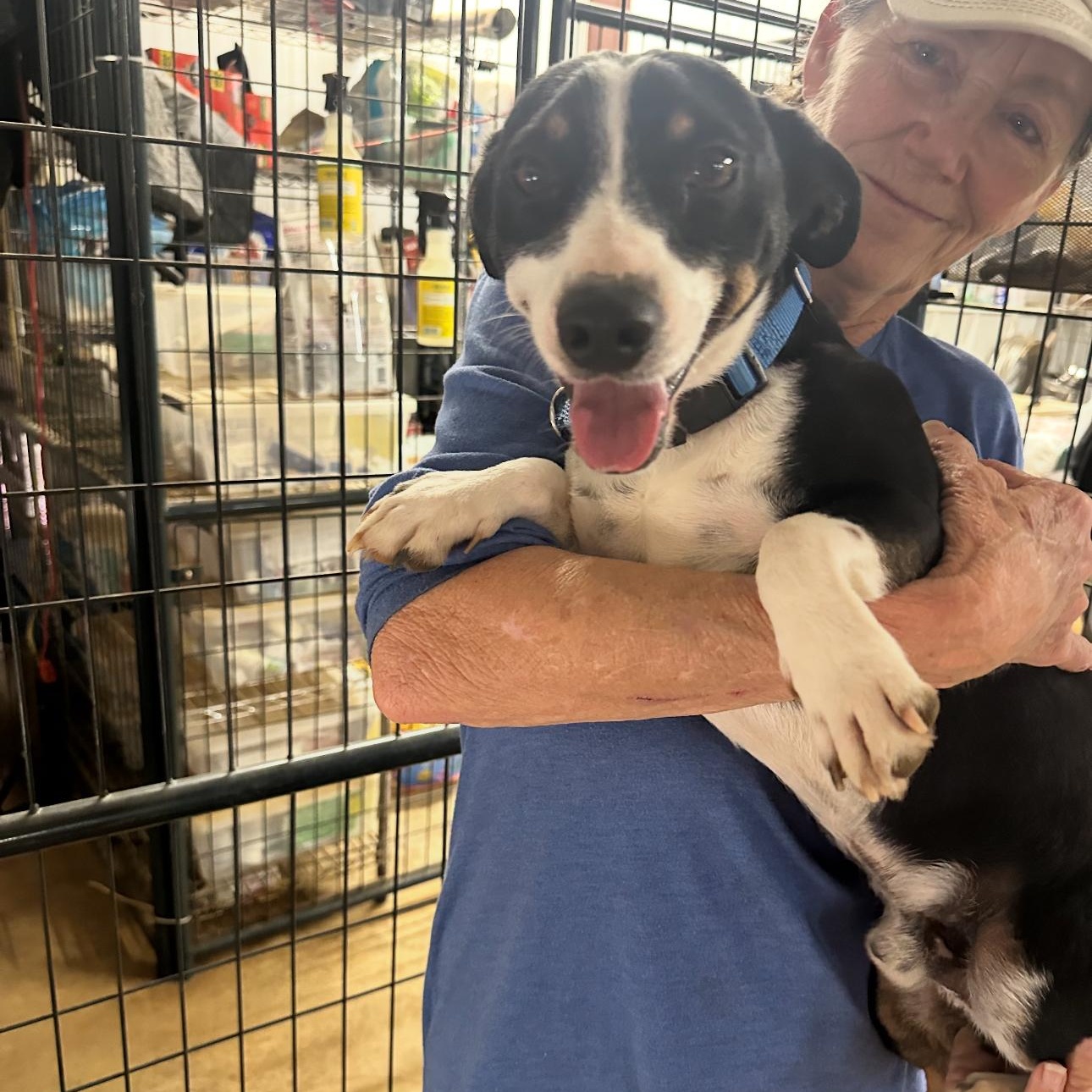 Enlarge Elliot, a Adoptable mixed breed in Tomball, TX image 2/6