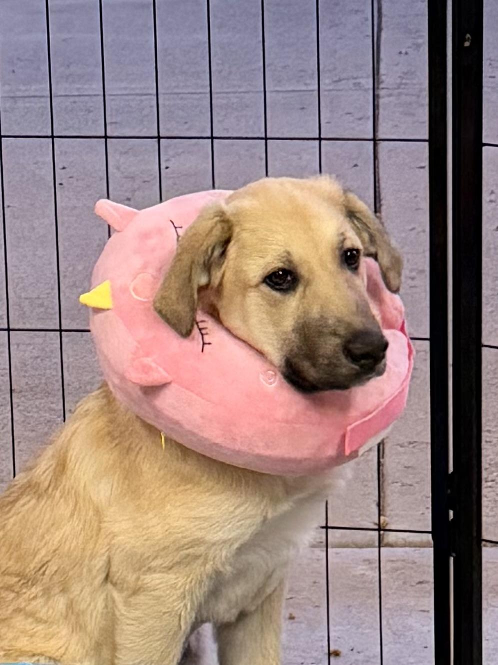 Enlarge Blitz, a Adoptable mixed breed in Olathe, KS image 2/6