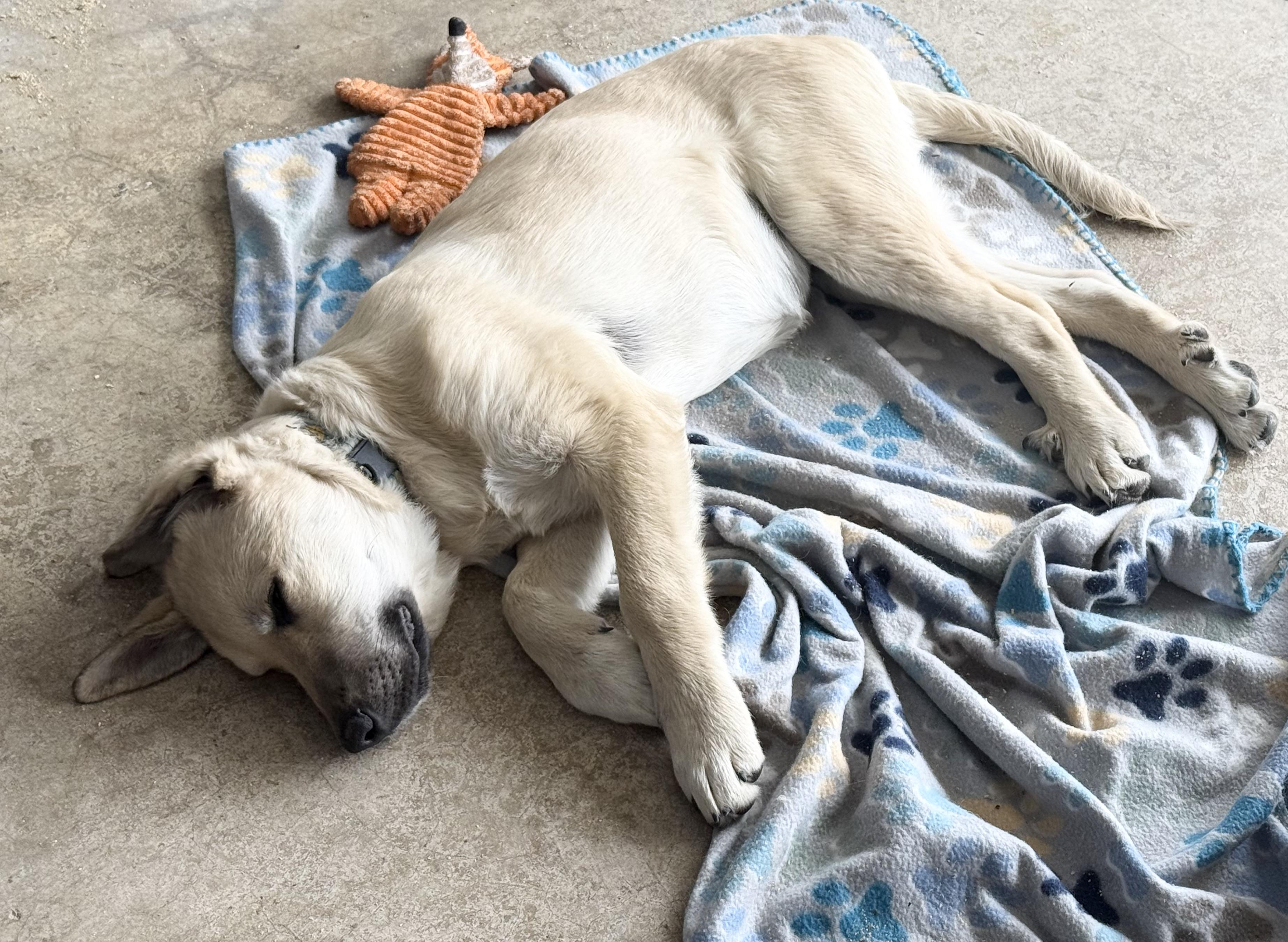 Enlarge Blitz, a Adoptable mixed breed in Olathe, KS image 3/6