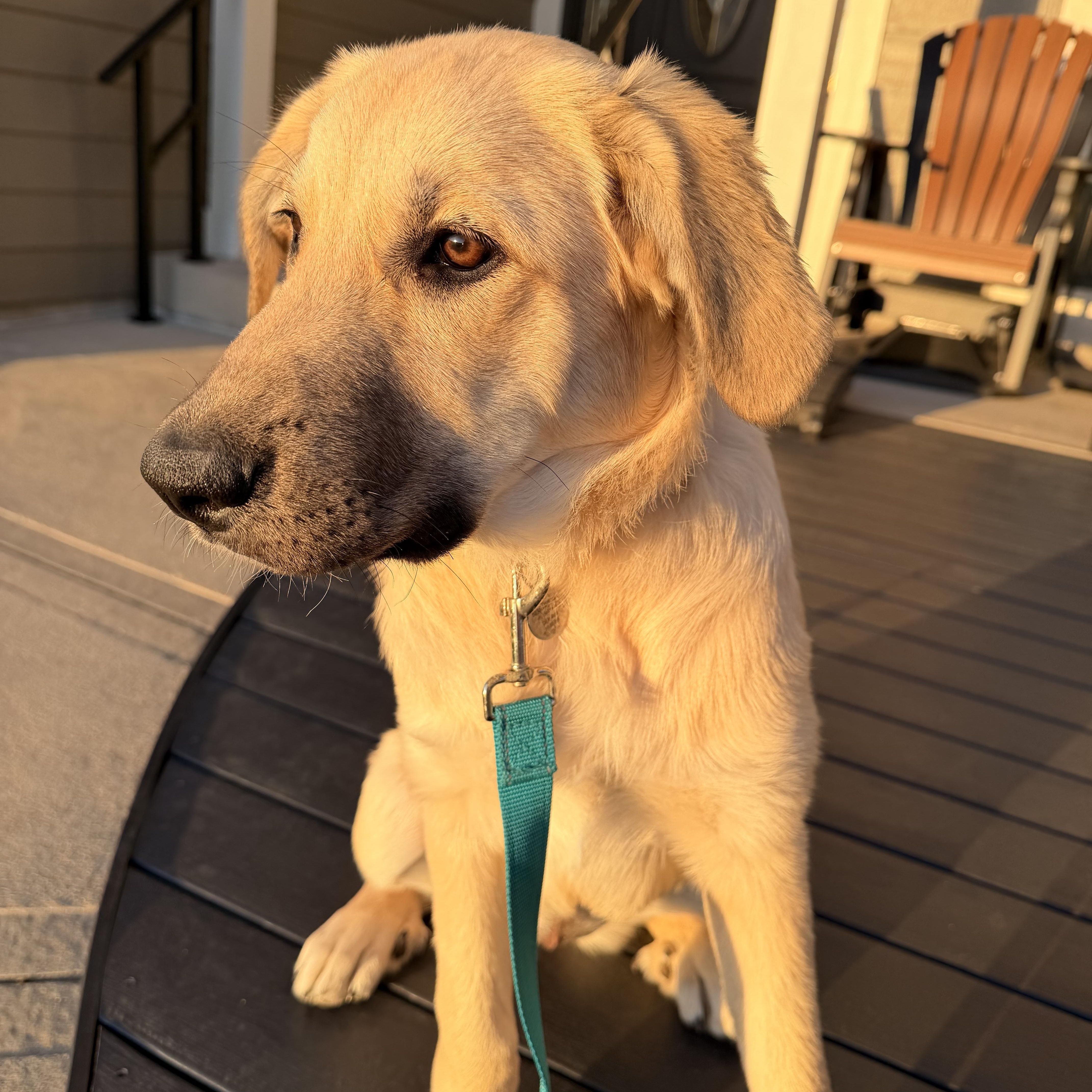Enlarge Blitz, a Adoptable mixed breed in Olathe, KS image 1/6