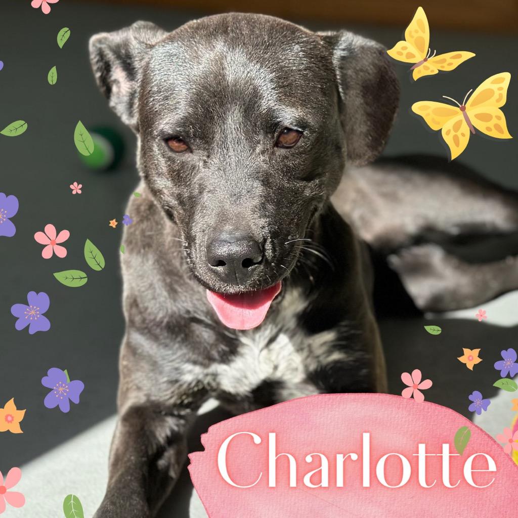 Enlarge Charlotte, a Adoptable mixed breed in Lawrenceburg, TN image 1/6
