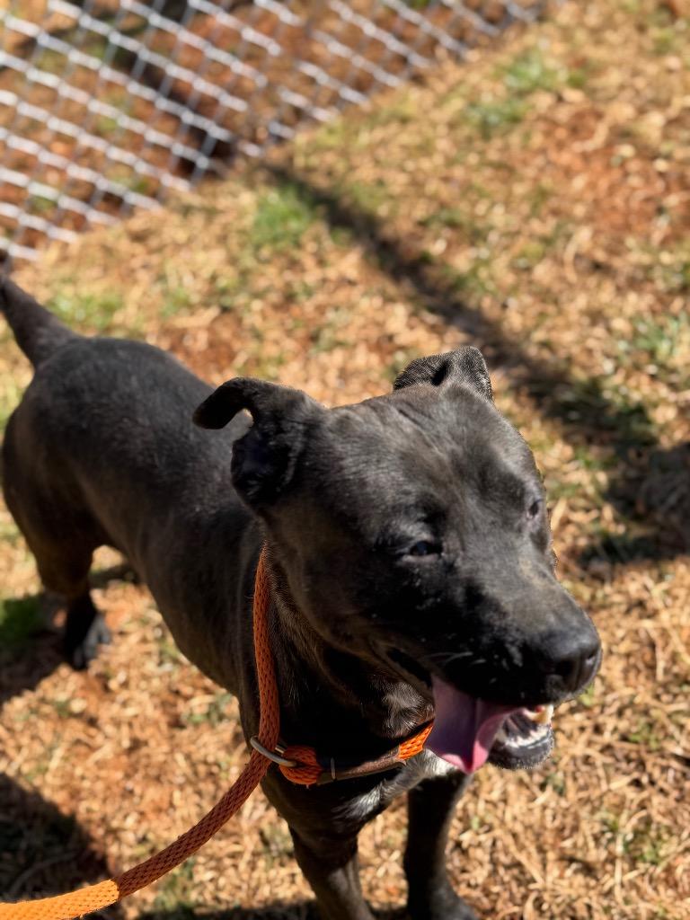 Enlarge Charlotte, a Adoptable mixed breed in Lawrenceburg, TN image 3/6