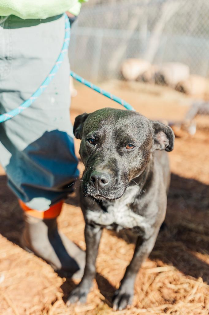 Enlarge Charlotte, a Adoptable mixed breed in Lawrenceburg, TN image 5/6