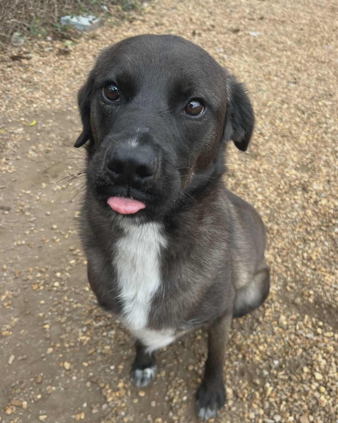 Leonardo, a Adoptable mixed breed in Anniston, AL image 6/6