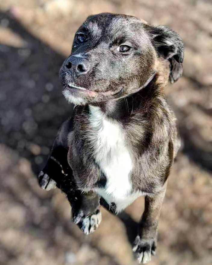 Leonardo, a Adoptable mixed breed in Anniston, AL image 4/6