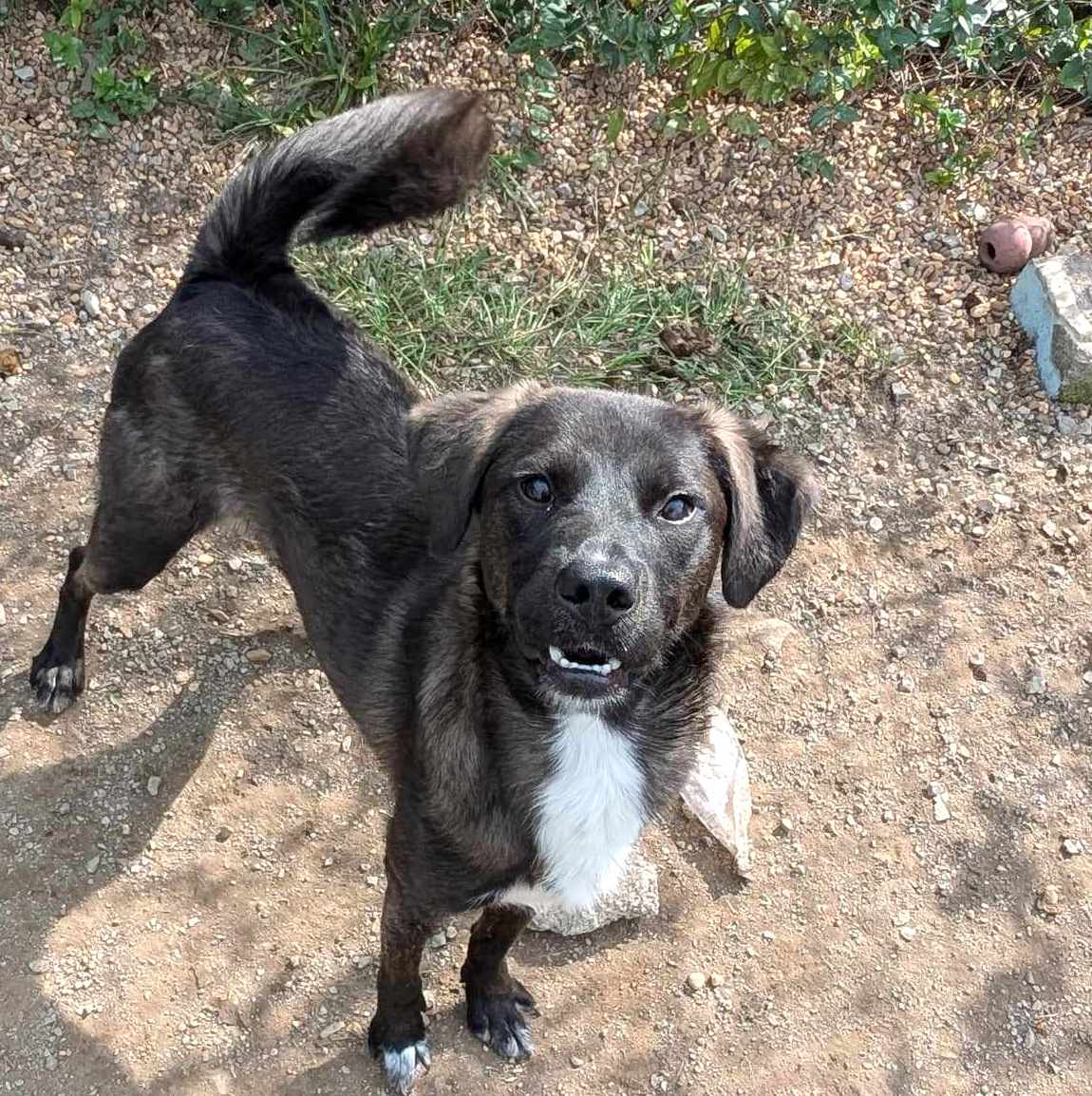 Dog for adoption - Leonardo, a Feist & Labrador Retriever Mix in