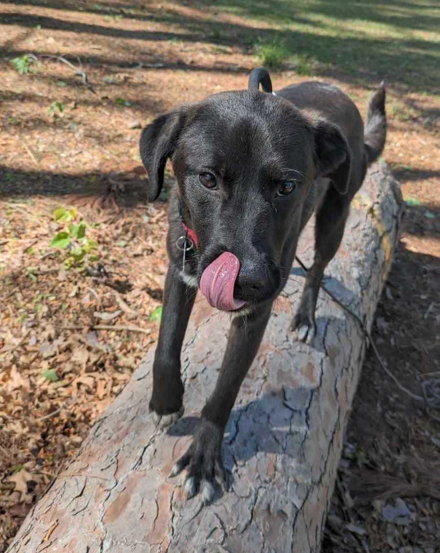 Leonardo, a Adoptable mixed breed in Anniston, AL image 5/6