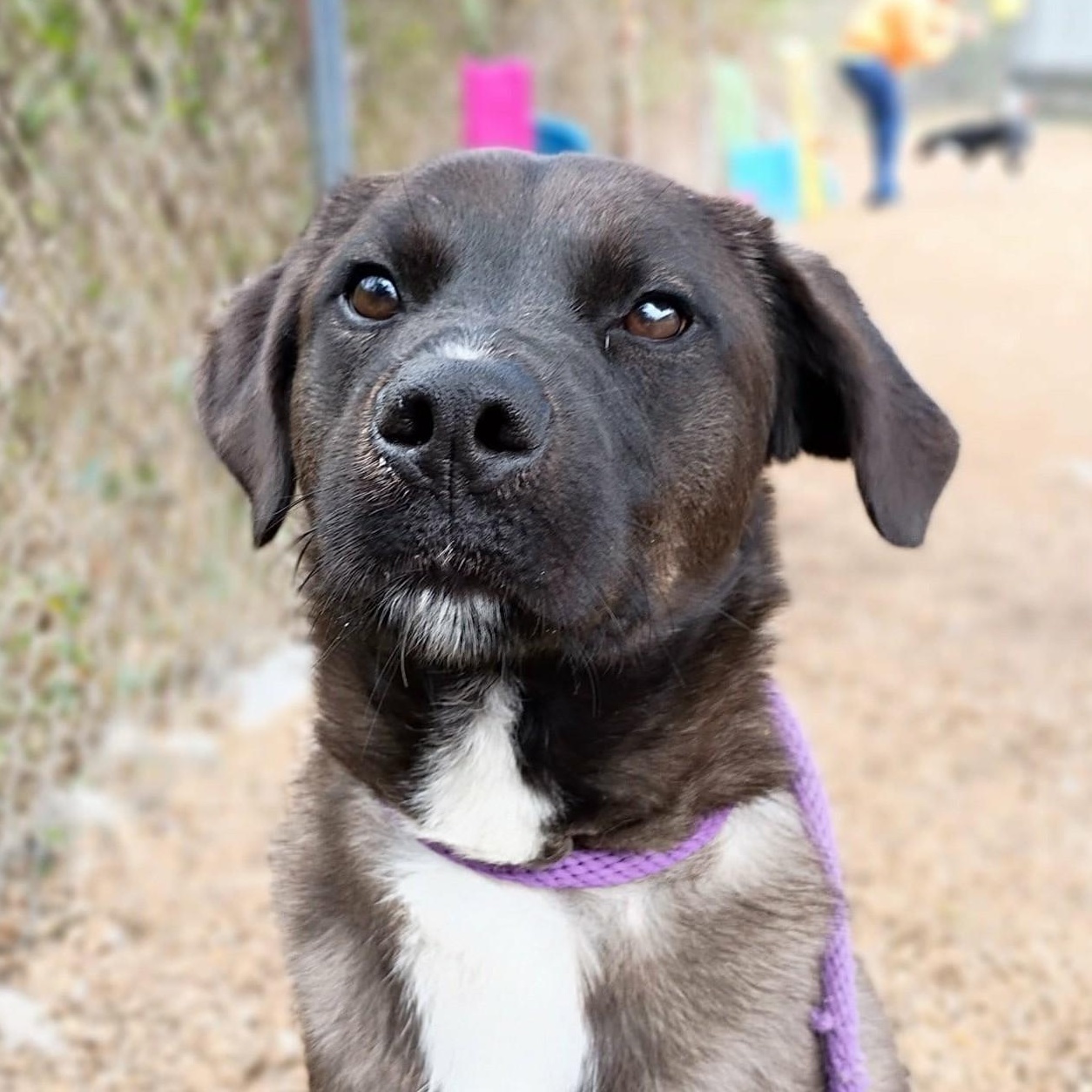Leonardo, Adoptable, Young Male Feist & Labrador Retriever.