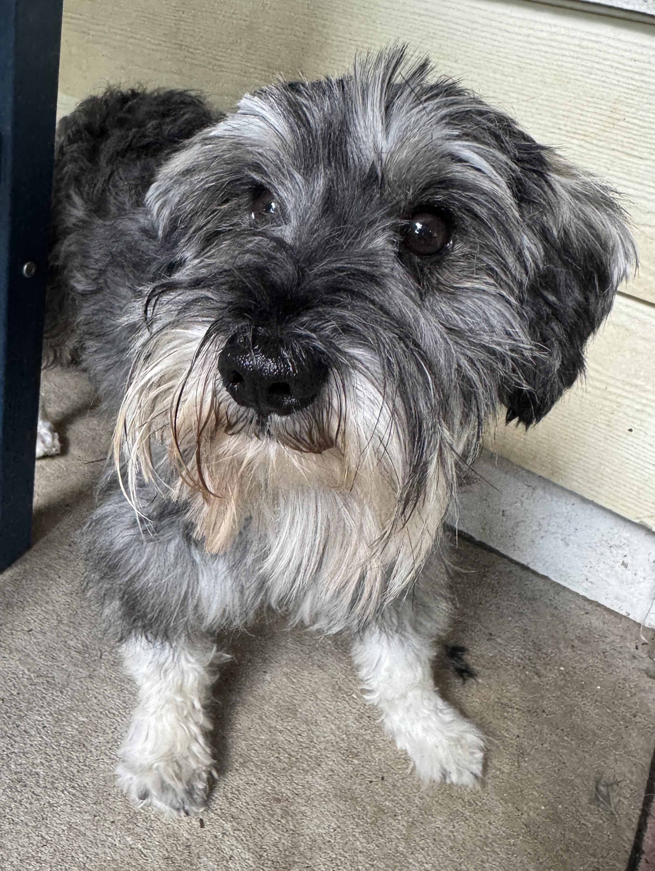 Blaze, Adopted, Young Male Miniature Schnauzer.