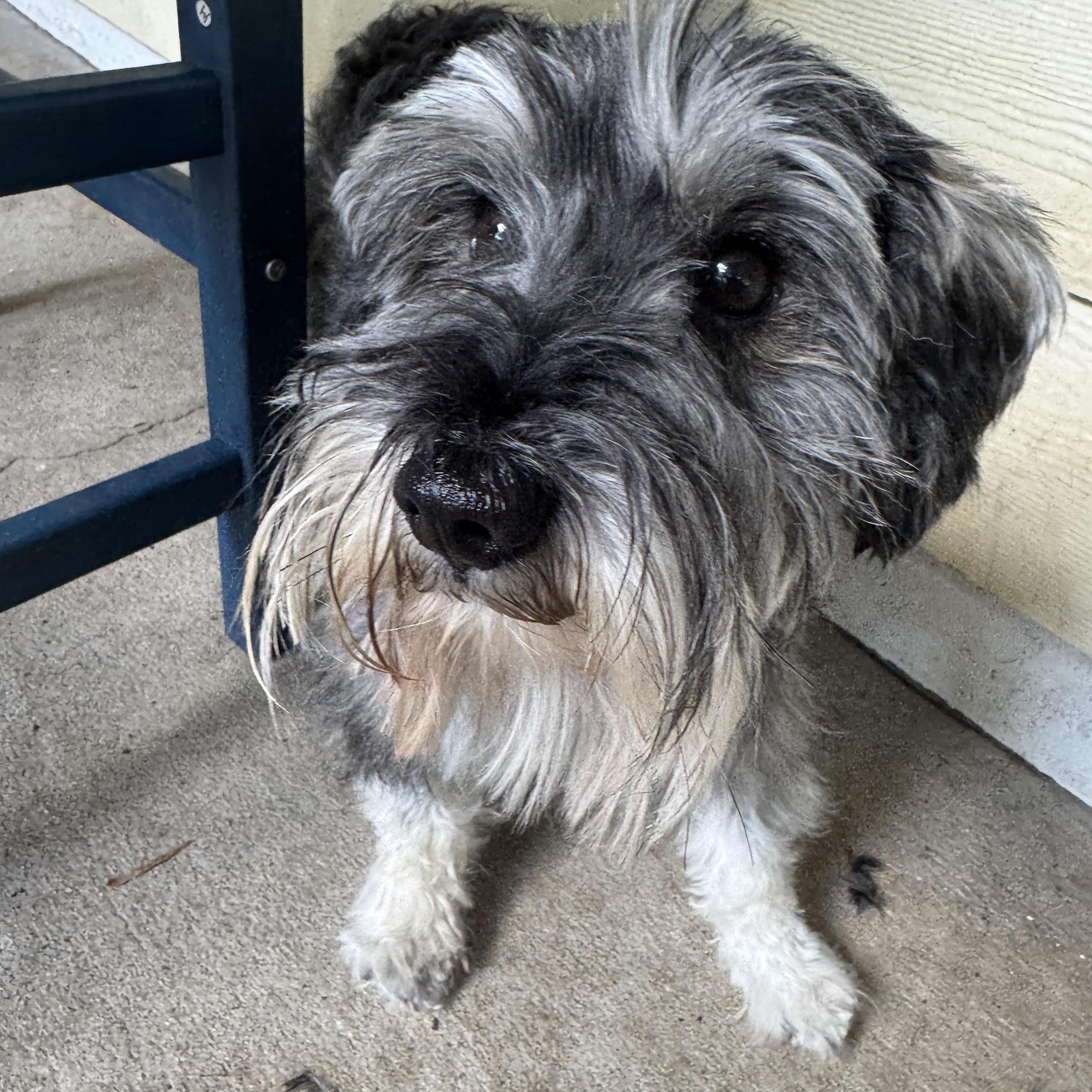 Enlarge Blaze, a Adopted mixed breed in Navarre, FL image 2/3
