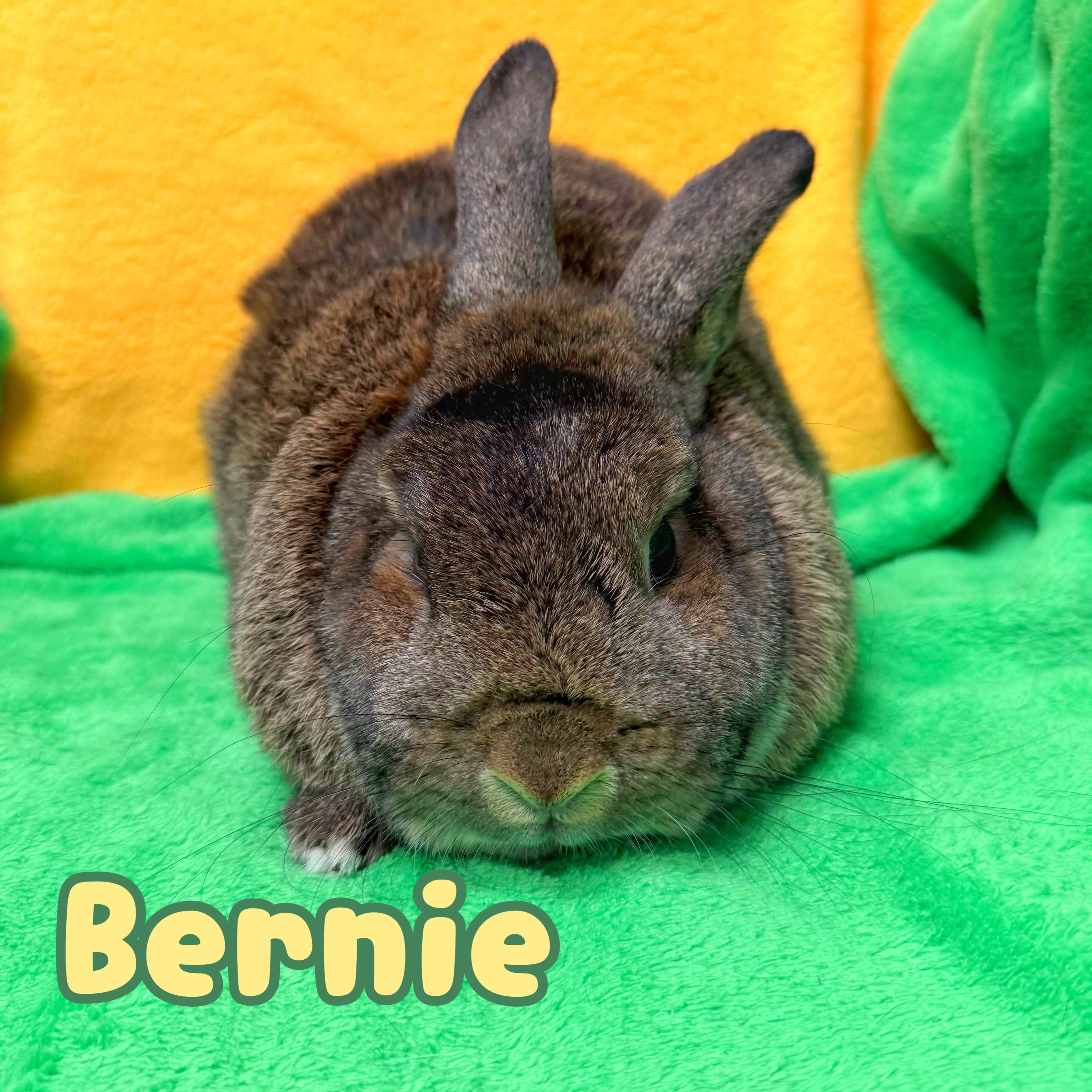 Enlarge Bernie, an adopted mixed breed in Roseville, CA image 1/1