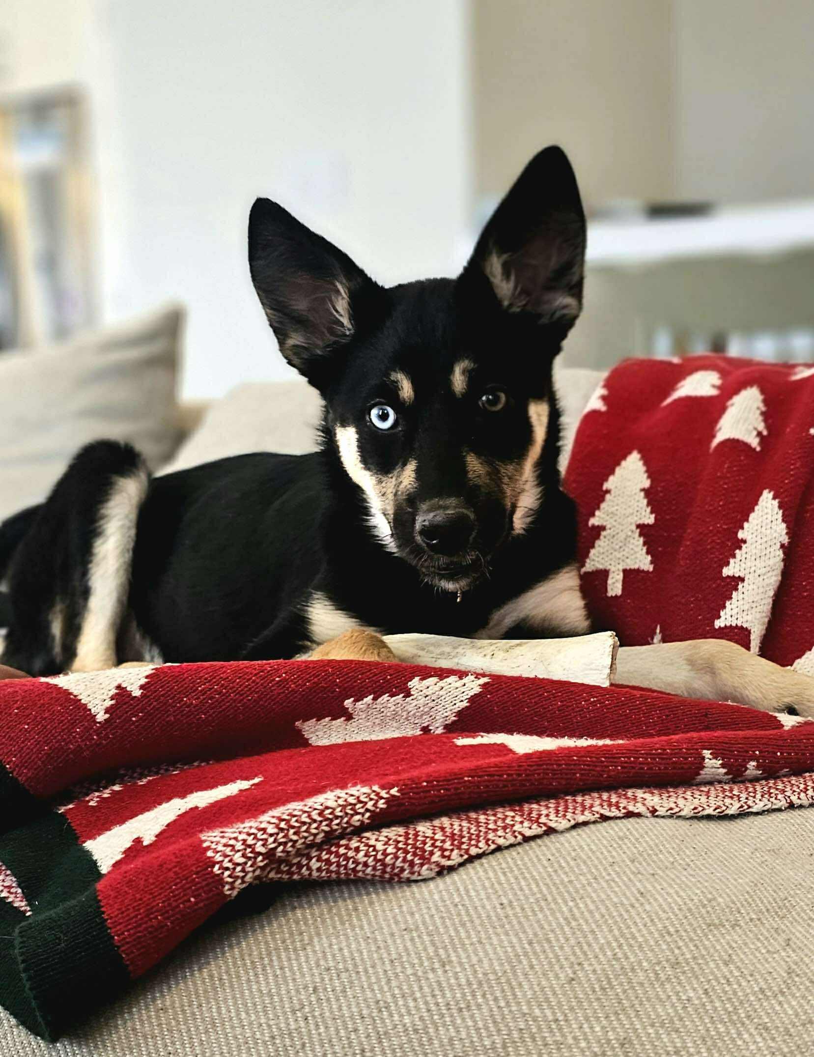 Enlarge Luna, a ADOPTABLE mixed breed in Winnipeg, MB image 2/4