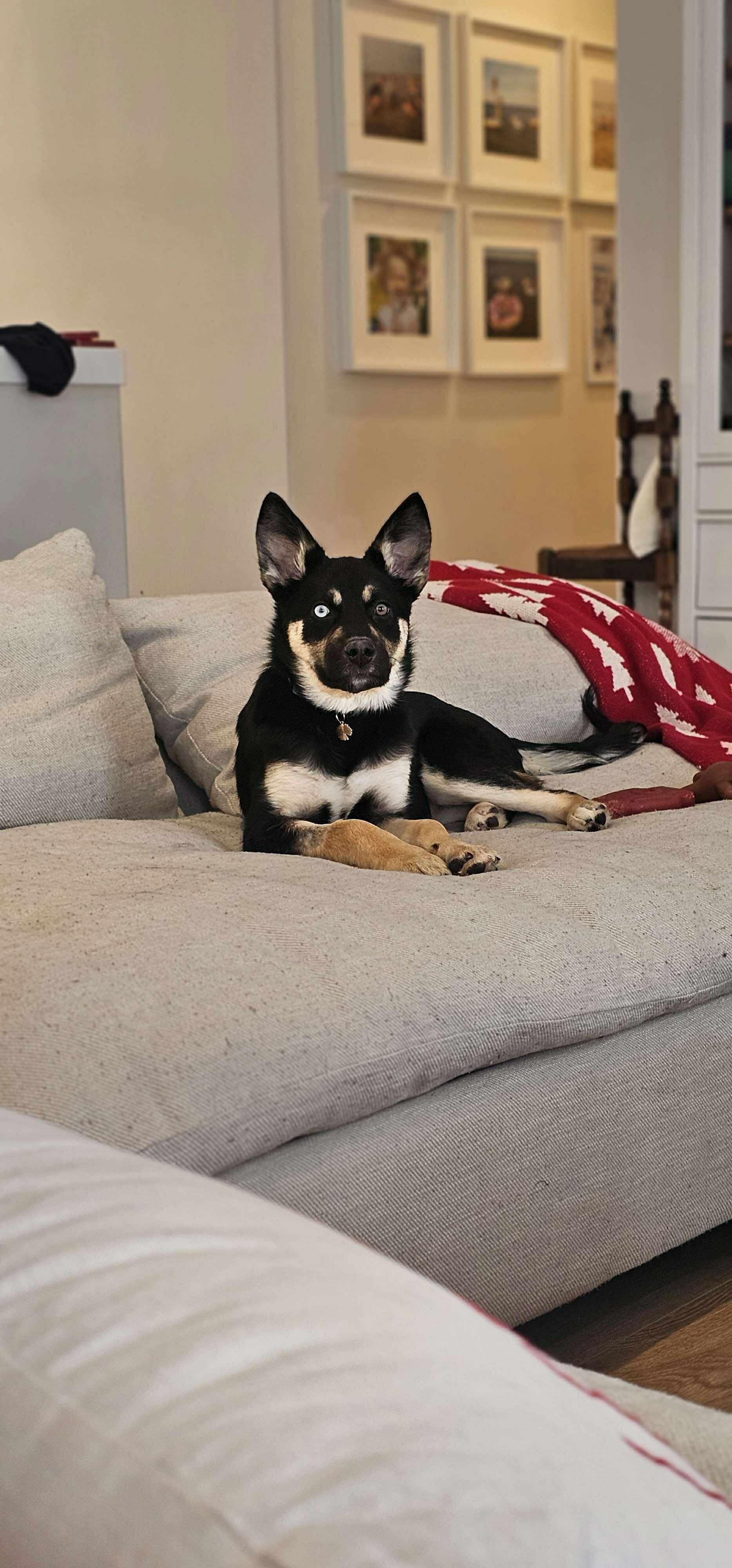 Enlarge Luna, a ADOPTABLE mixed breed in Winnipeg, MB image 3/4