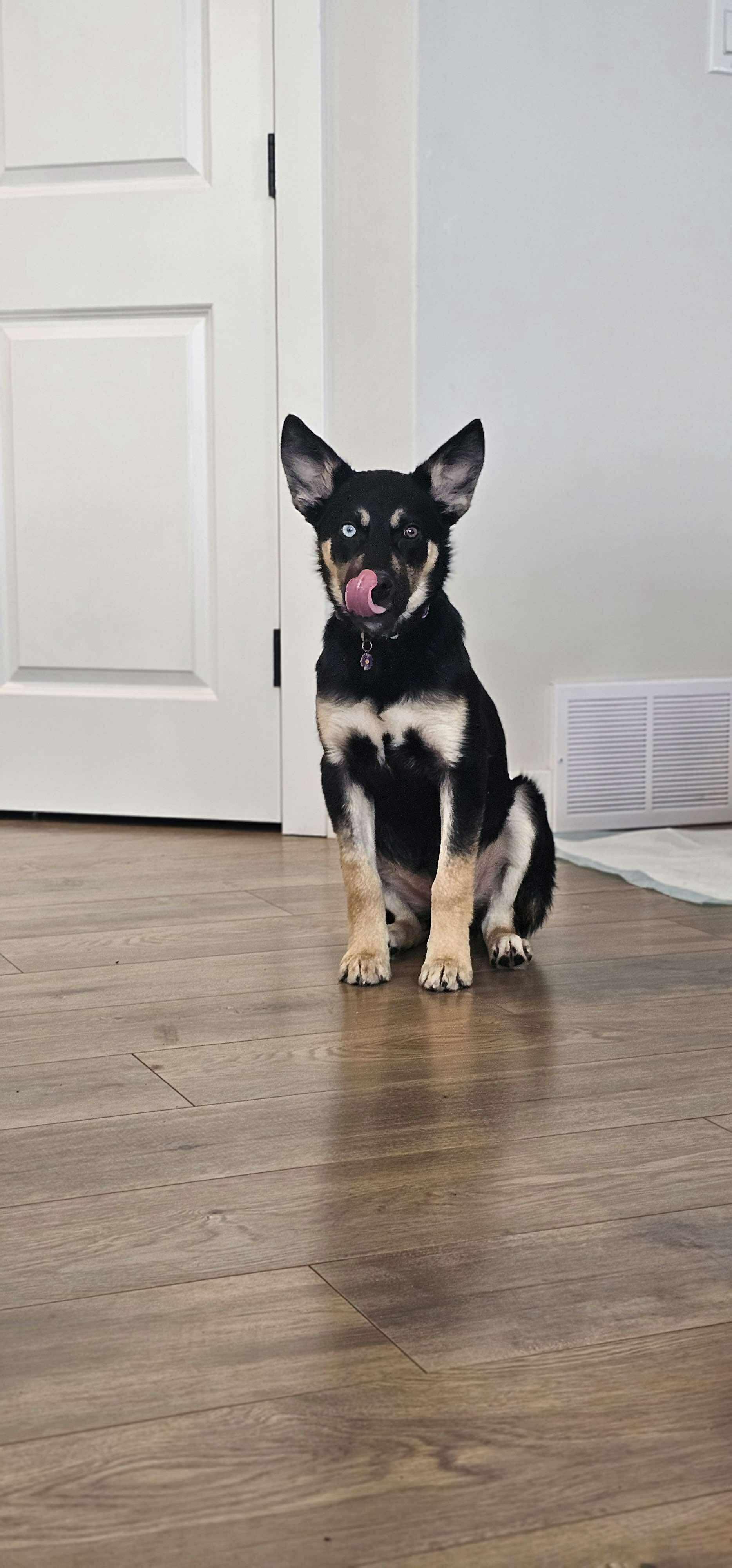 Enlarge Luna, a ADOPTABLE mixed breed in Winnipeg, MB image 4/4