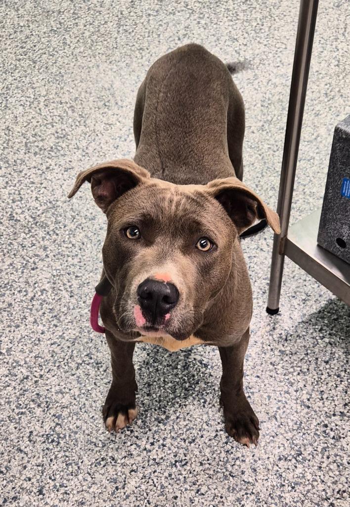 Enlarge Jimmy, a Adoptable mixed breed in Athens, TN image 1/1