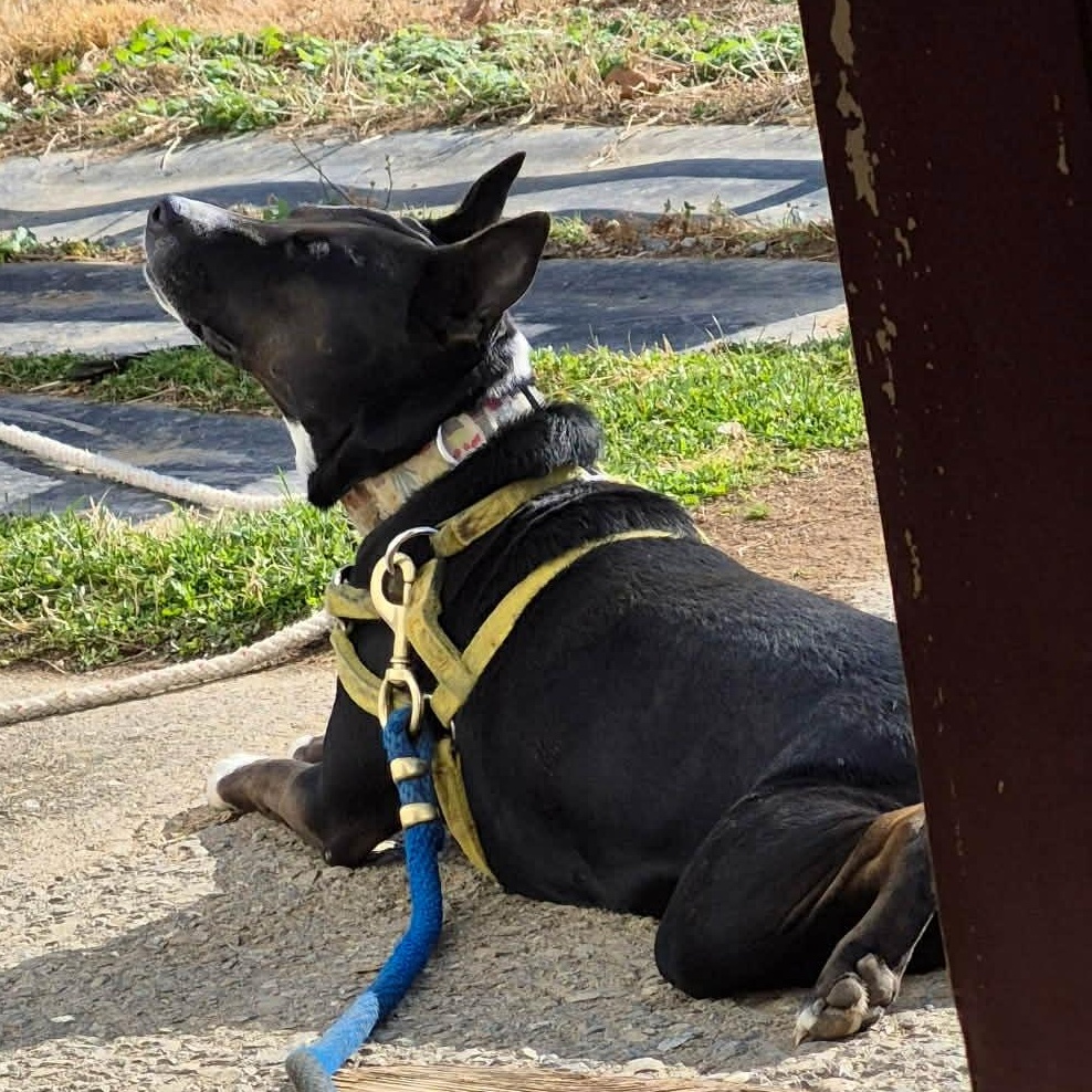 Diva, a Adoptable mixed breed in White Marsh, MD image 3/6