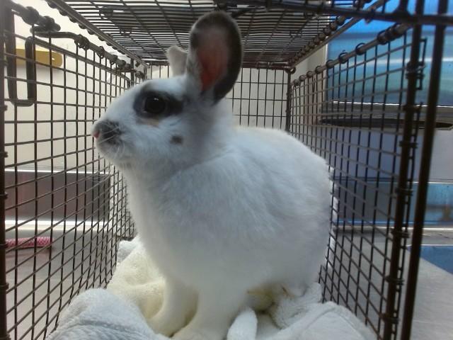 Enlarge NUTMEG, a Adoptable Hotot in Sacramento, CA image 1/1