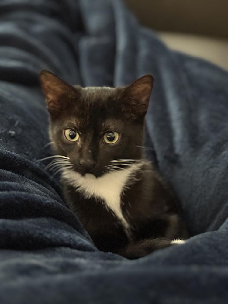 Girly Girl, Adopted, Kitten Female Domestic Short Hair.