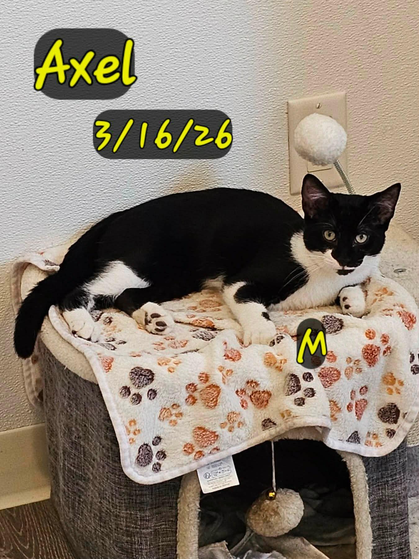 Enlarge Axel, a Adoptable Domestic Short Hair in Gouverneur, NY image 1/1