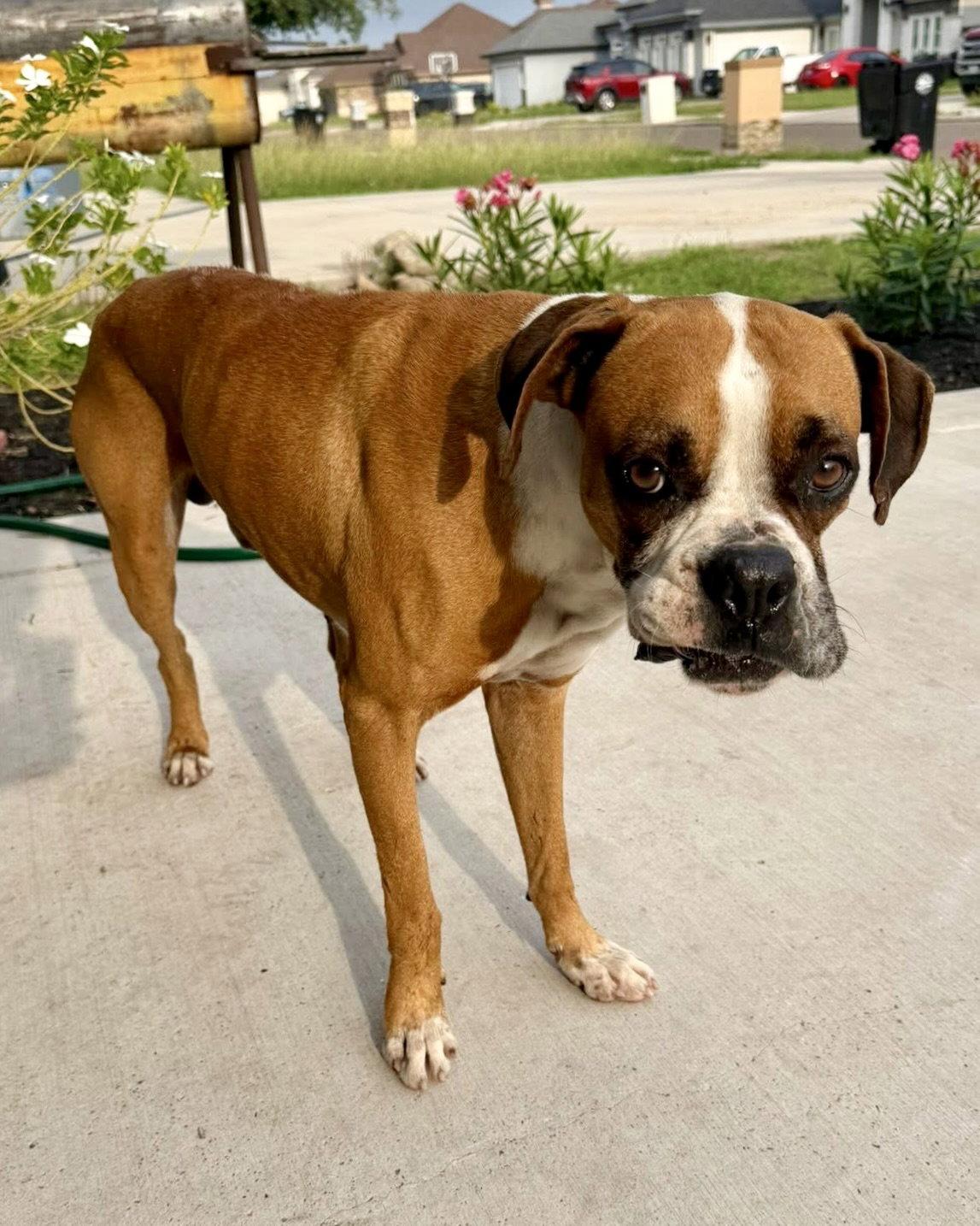 Tucker, Adoptable, Adult Male Boxer.