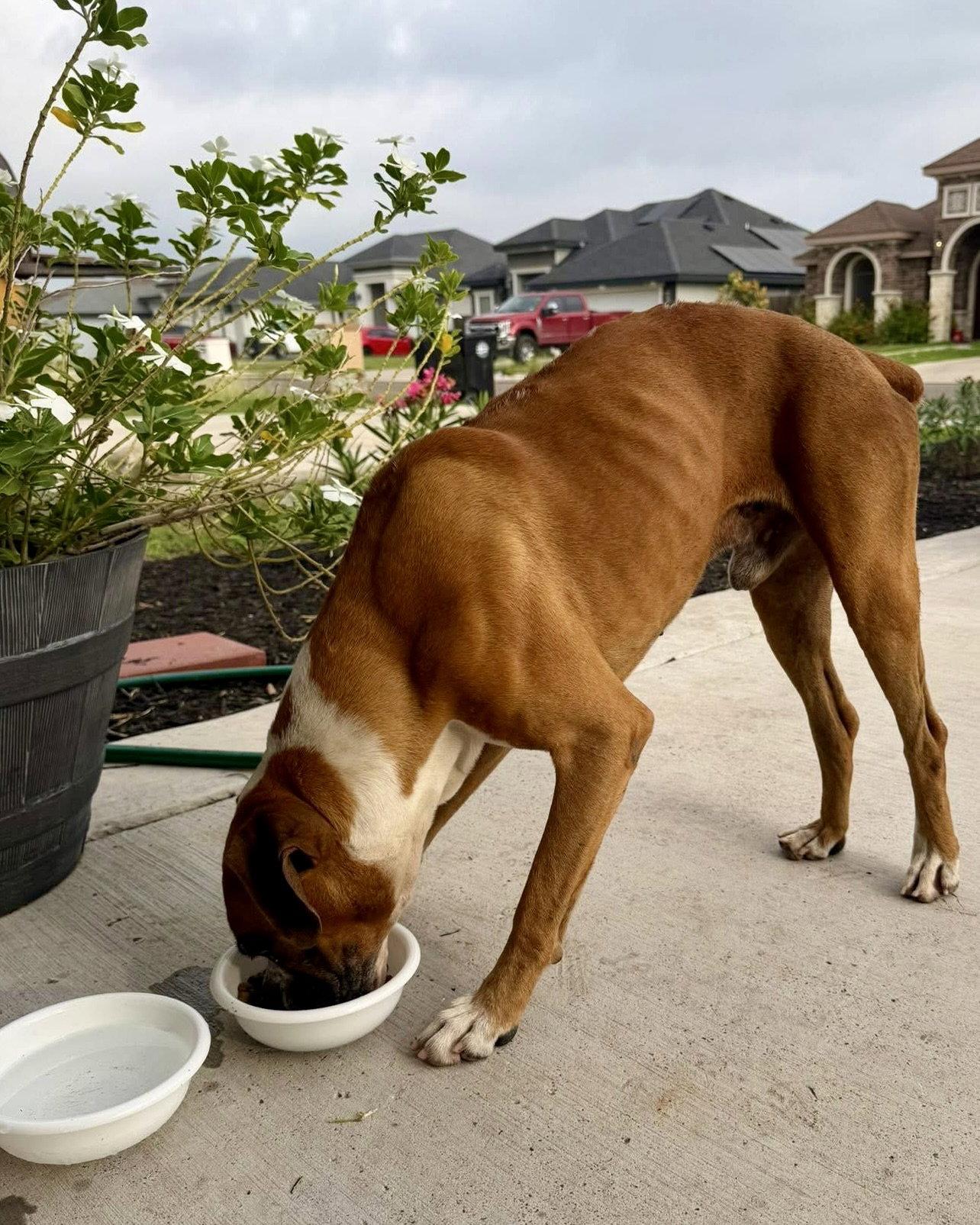 Enlarge Tucker, a Adoptable Boxer in Monticello, NY image 3/3