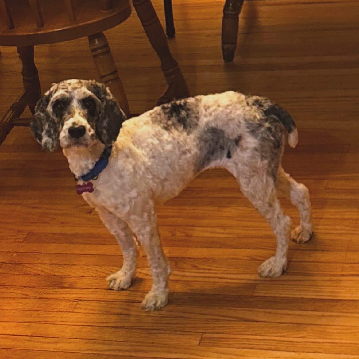 Enlarge Bronwyn, a ADOPTABLE Cockapoo in West Falls, NY image 2/3