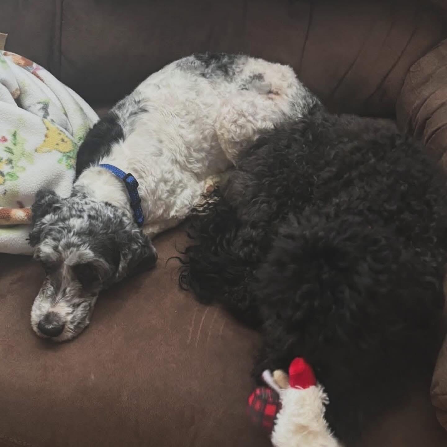 Enlarge Bronwyn, a ADOPTABLE Cockapoo in West Falls, NY image 3/3